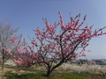 秋山川すももの郷公園(落合1906)の左岸園路にある樹木