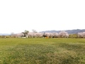 甲西ふれあい公園(西南湖1299-1)の芝生広場周辺の桜