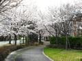 甲西ふれあい公園(西南湖1299-1)の園路