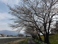 坪川公園(落合209-2～川上480-5)の右岸桜並木