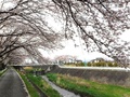 坪川公園(落合209-2～川上480-5)の右岸桜並木2