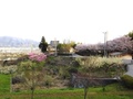 湯沢公園(湯沢2047)から見える桜