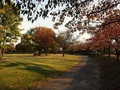 櫛形総合公園5、公園内の近くから見た紅葉写真