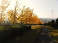滝沢川公園2、イチョウ並木の写真