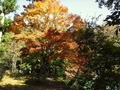 北伊奈ヶ湖水辺公園6、紅葉している木々の写真