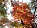 北伊奈ヶ湖水辺公園5、紅葉している木々の写真
