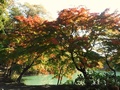 北伊奈ヶ湖水辺公園2、湖を囲む木の紅葉写真