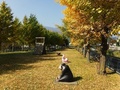 坪川公園1、遊具とイチョウ並木の写真