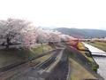 橋から見た桜並木