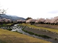 滝沢川と桜