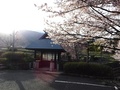 水車小屋と桜