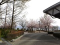 (1)白根中央公園(百々3468-65)の桜