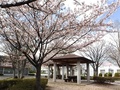 (2)白根中央公園(百々3468-65)の桜と東屋