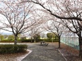 (2)白根中央公園(百々3468-65)の桜とベンチ