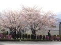 (3)白根中央公園(百々3468-65)の公園入口の桜
