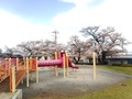 (1)白根中央児童公園(飯野2777-1)の遊具と桜