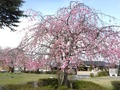 (3)白根中央児童公園(飯野2777-1)の桜