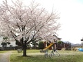(1)今諏訪ふれあい公園(上今諏訪1726-1)の遊具と桜