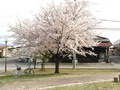 (2)今諏訪ふれあい公園(上今諏訪1726-1)の桜1