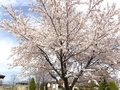 (2)今諏訪ふれあい公園(上今諏訪1726-1)の桜2