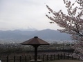 (3)桃花橋公園(曲輪田新田657番地先)の上の区画からと桜