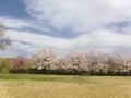 (2)遊・湯ふれあい公園(鏡中條3782)の桜並木