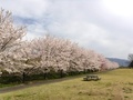 (3)遊・湯ふれあい公園(鏡中條3782)の桜並木1