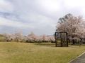 (3)遊・湯ふれあい公園(鏡中條3782)の桜並木2