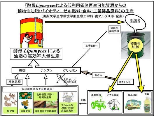 酵母Lipomycesによる低利用価値再生可能資源からの植物性油脂（バイオディーゼル燃料・食料・工業製品原料）の生産概要図