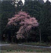 諏訪神社のエドヒガン