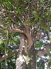法音寺の多羅葉樹