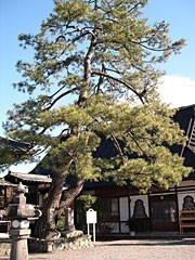 成妙寺の松