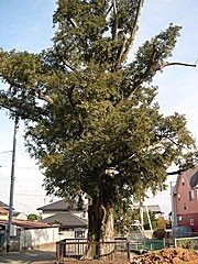 本清寺のカヤの木